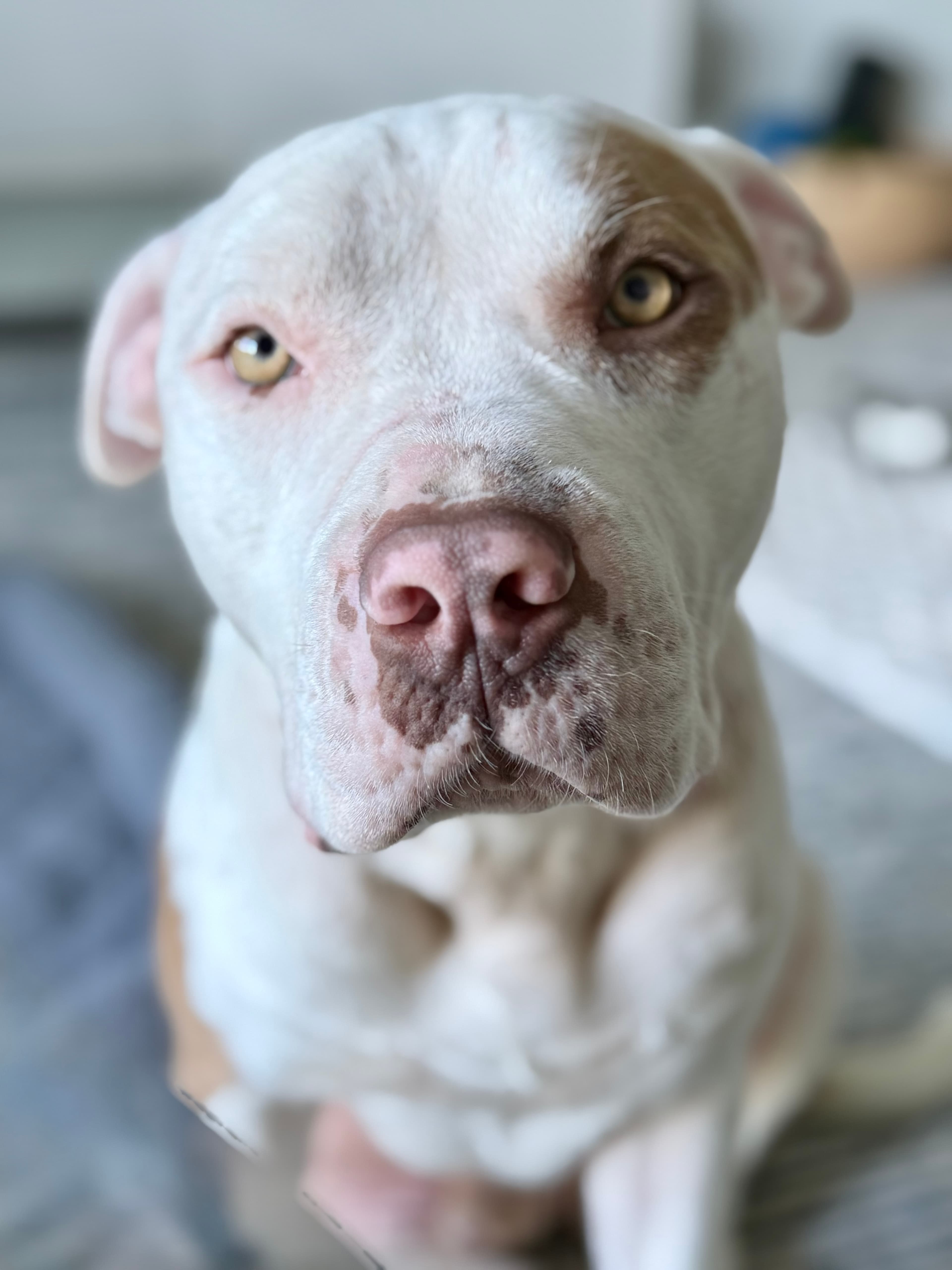 Close-up of a white dog with amber eyes, a brown eye patch, and spotted nose.