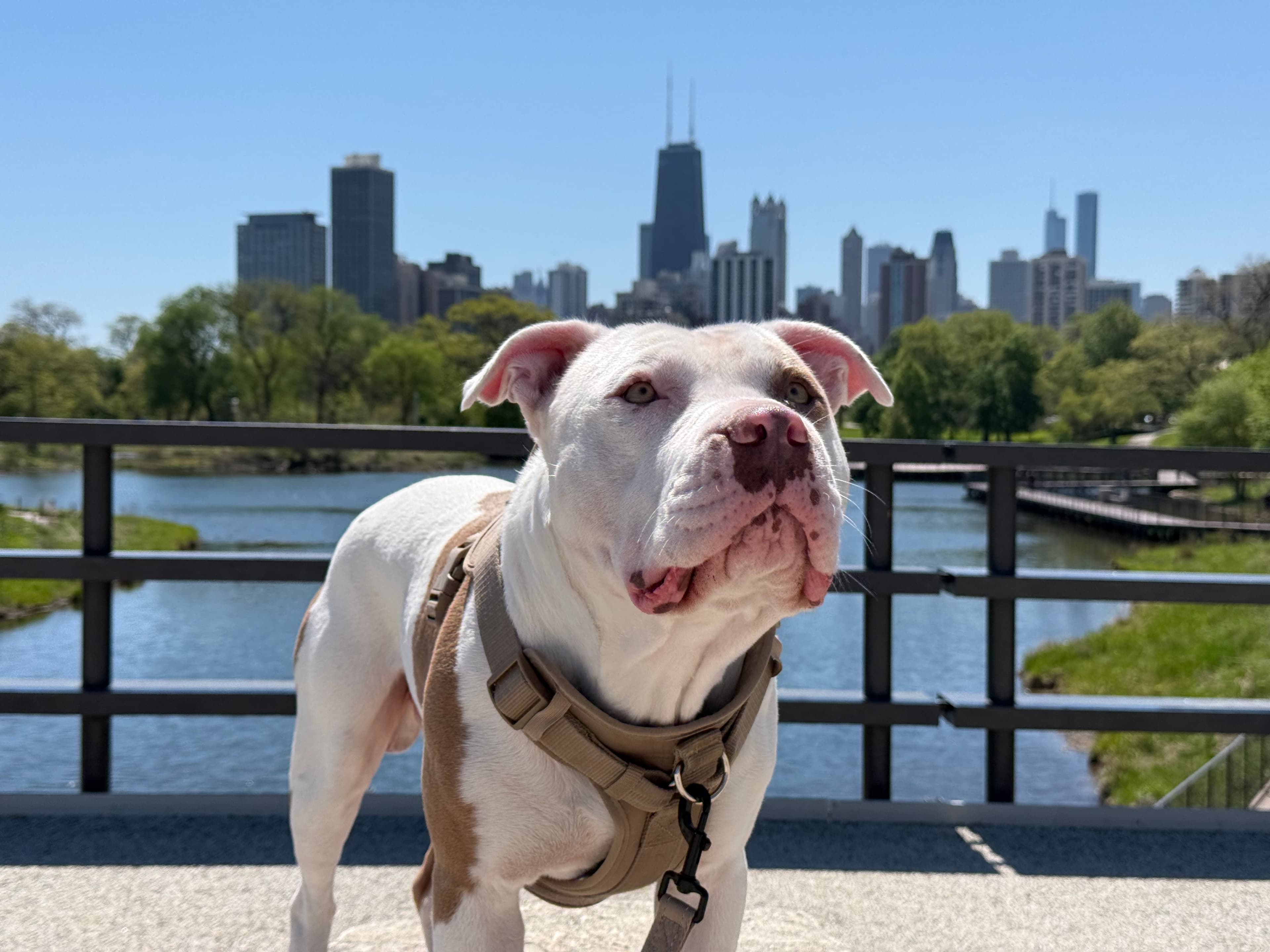 White and brown dog in a harness on a bridge overlooking the Chicago skyline.